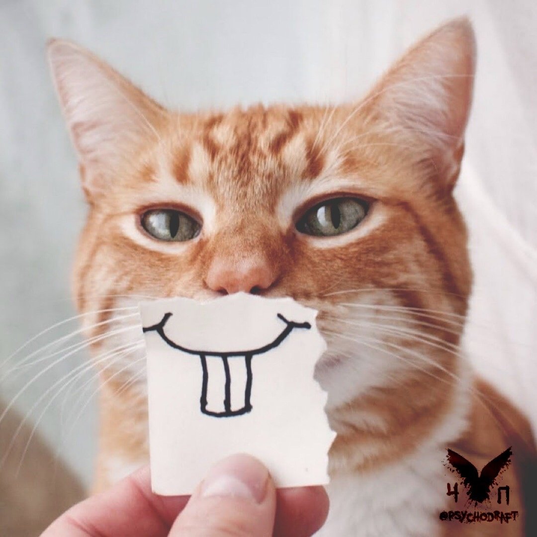 Рыжий кот улыбается