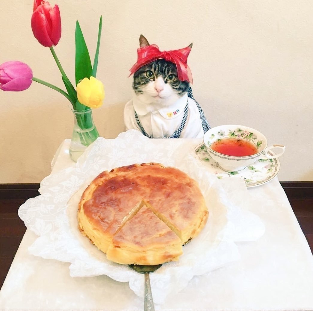 Кот кулинар