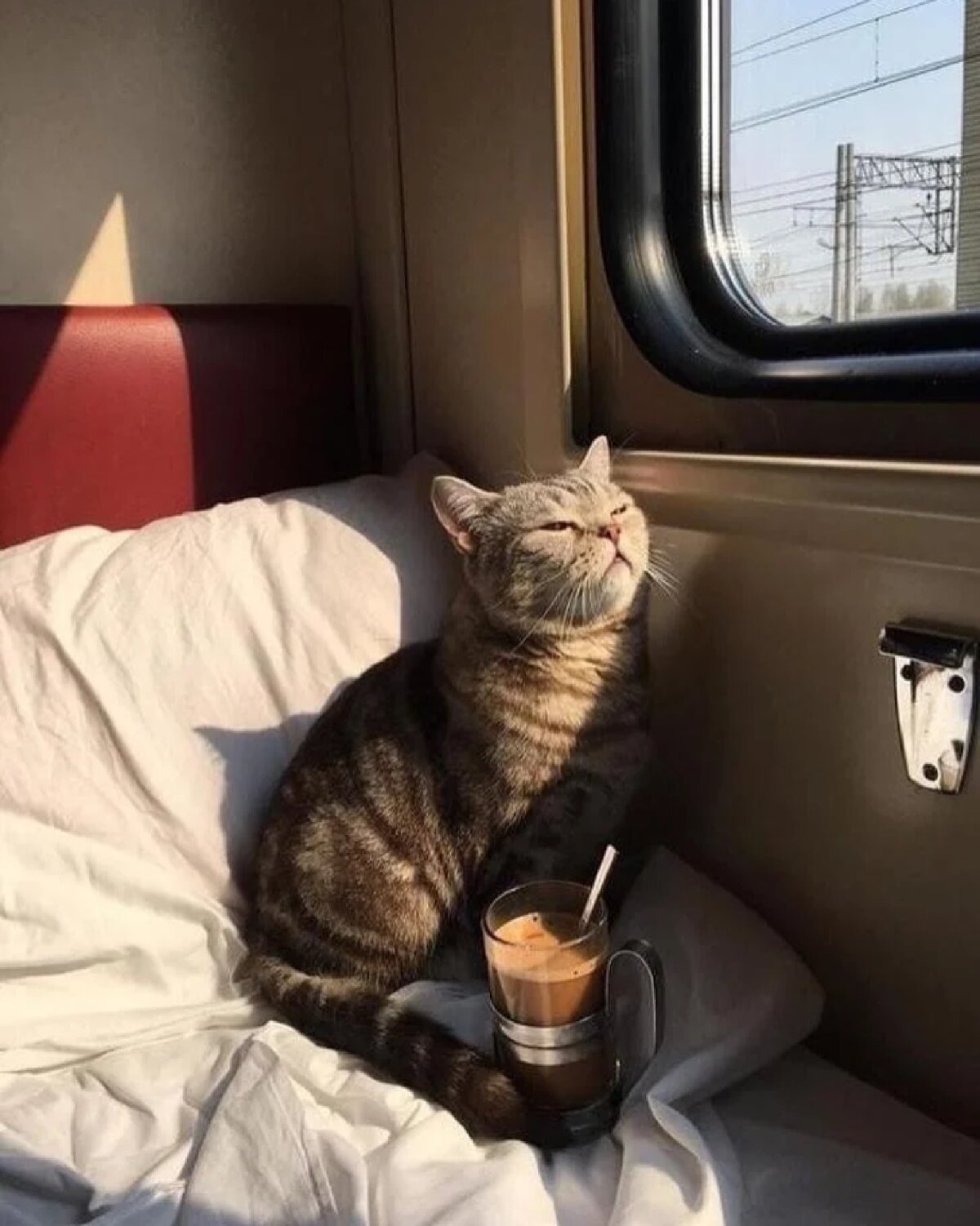 Влюбленные котики