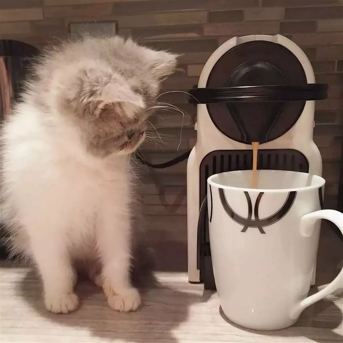 Кот и кофе