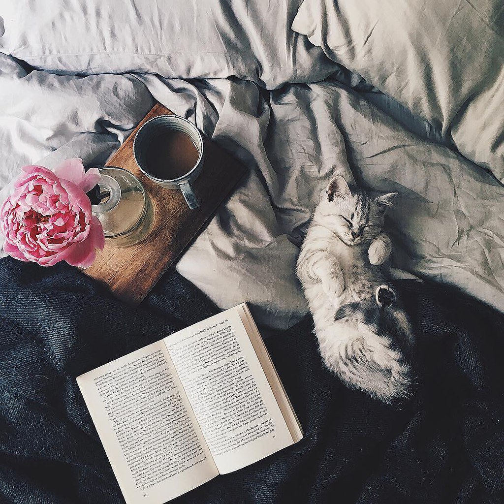 Кот едет в поезде