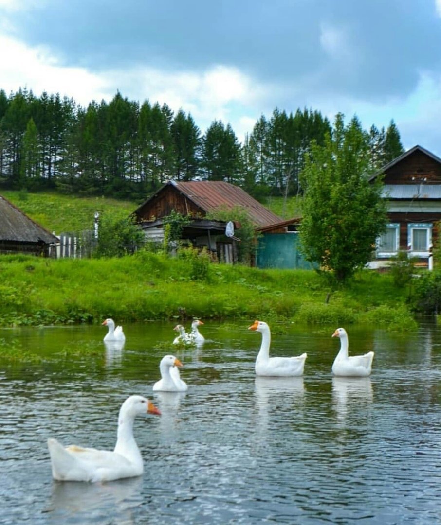 Деревенская природа