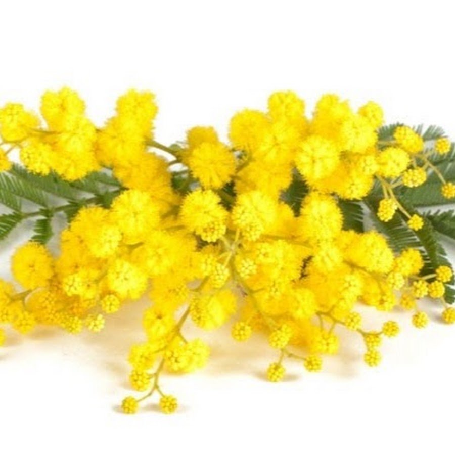 Веточка мимозы