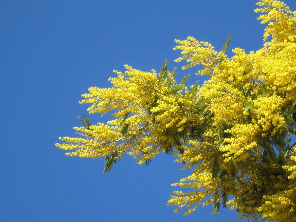 Мимоза Калифорния