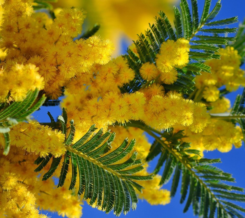 Мимоза шероховатая