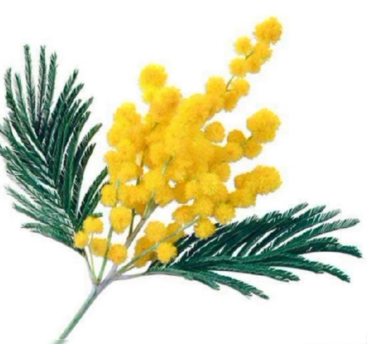 Мимоза цветок веточка