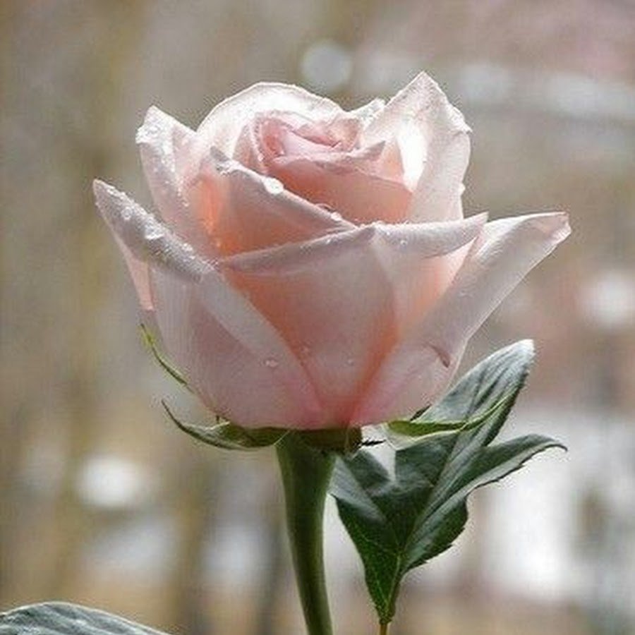 Красивая одинокая роза