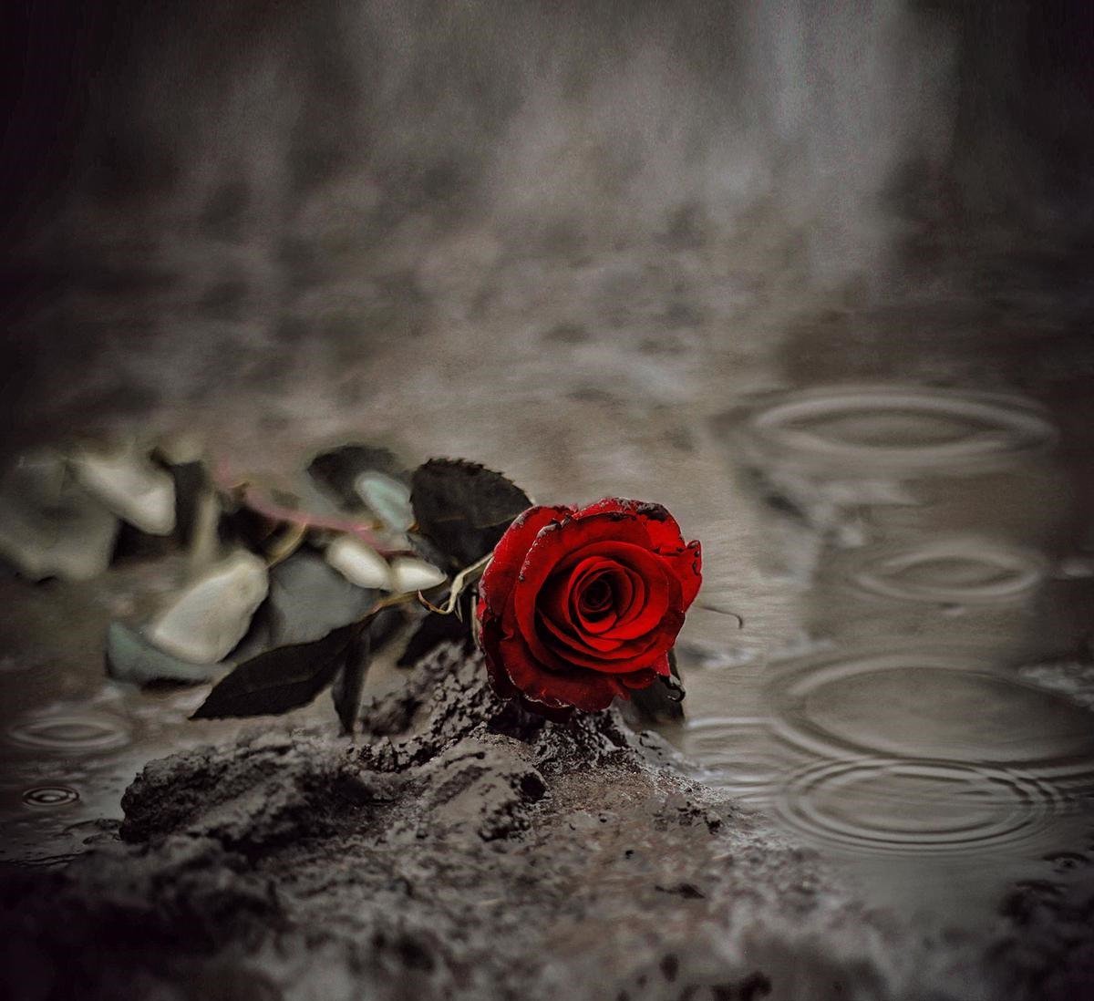 Умирающие цветы