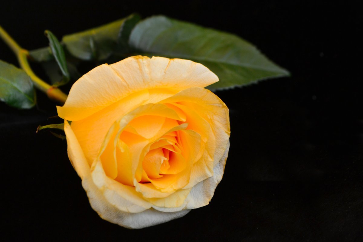 Цветок одиночества