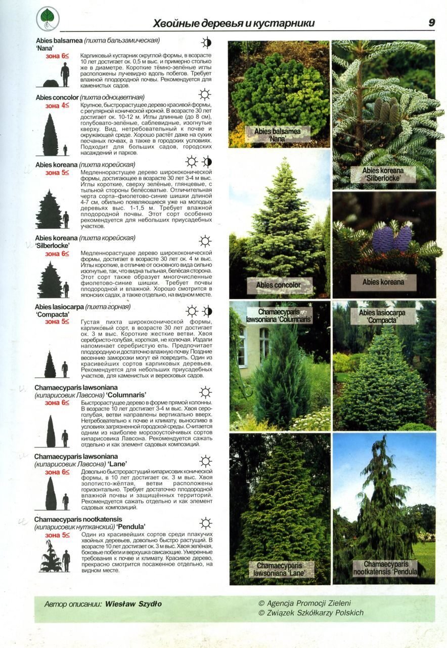 Хвойные кустарники список