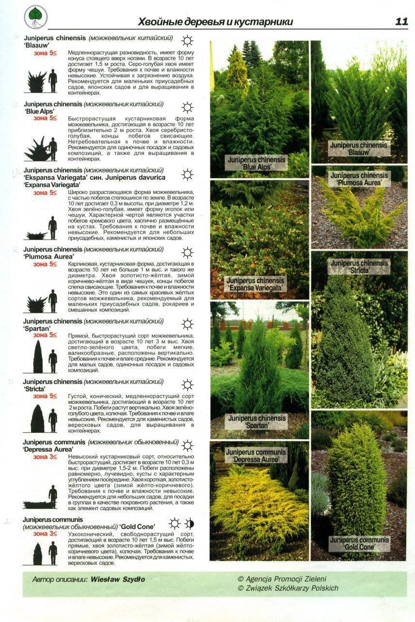 Перечень декоративных деревьев и кустарников
