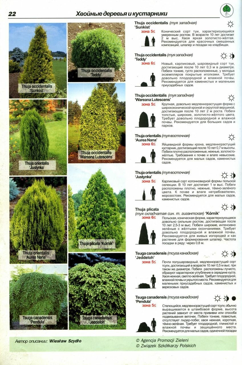 Высота хвойных деревьев таблица