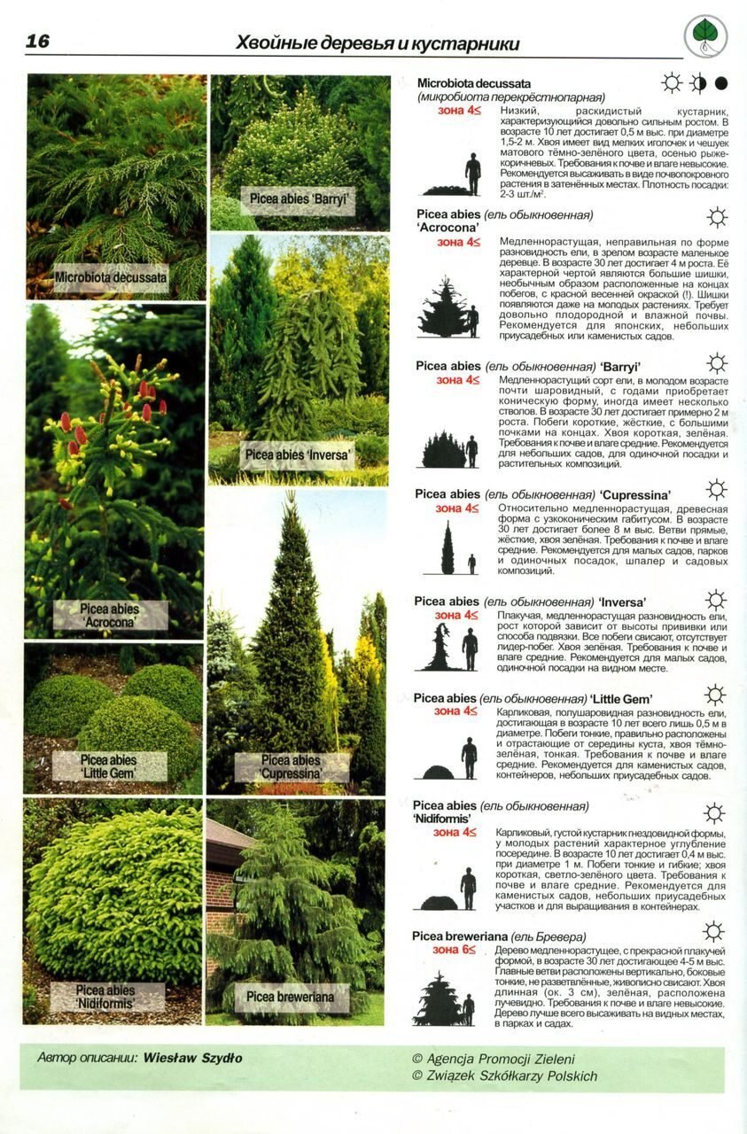 Хвойные деревья и кустарники список