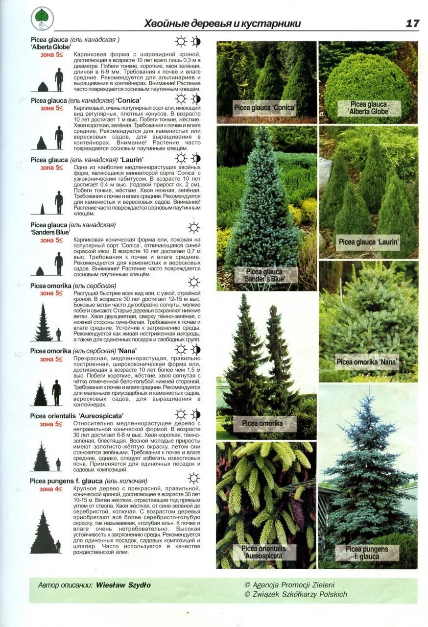 Перечень декоративных деревьев и кустарников