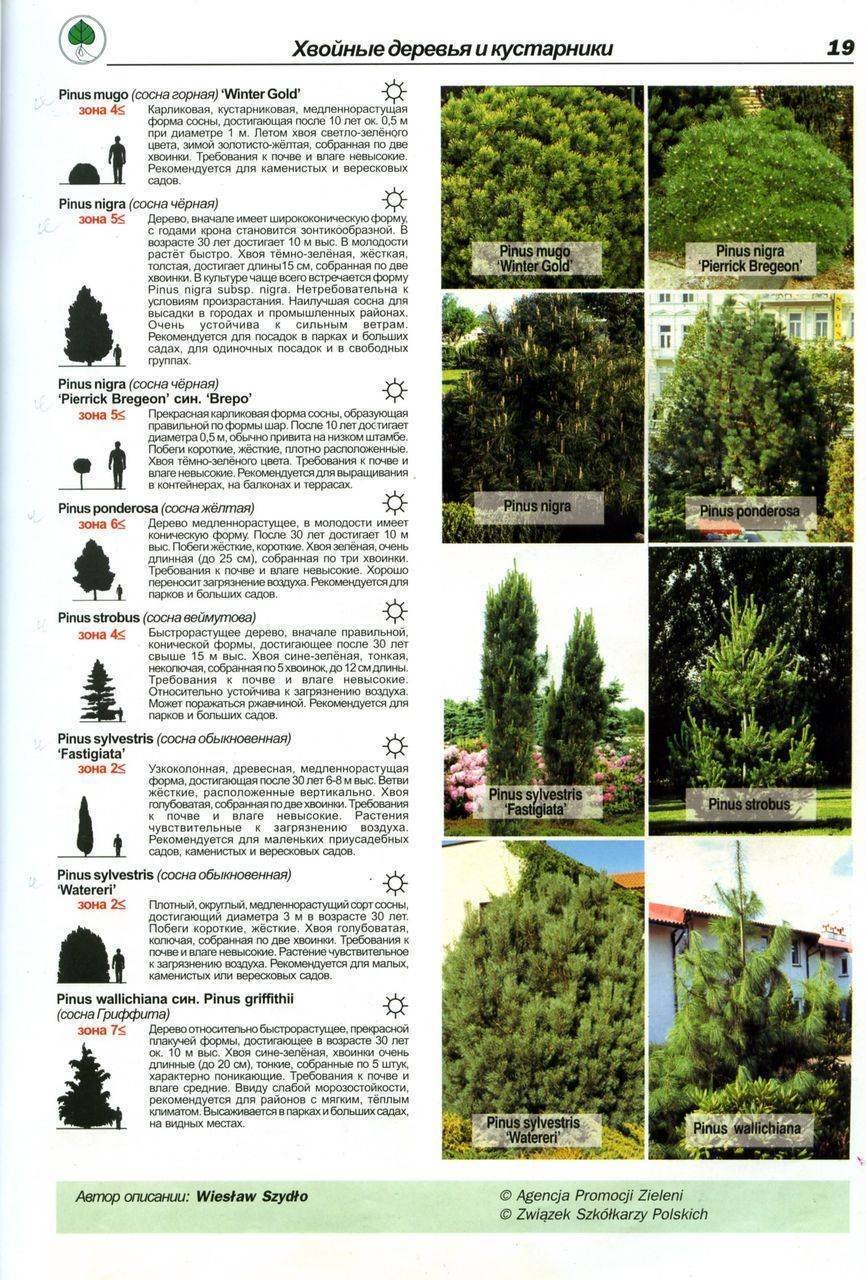 Хвойные деревья и кустарники названия