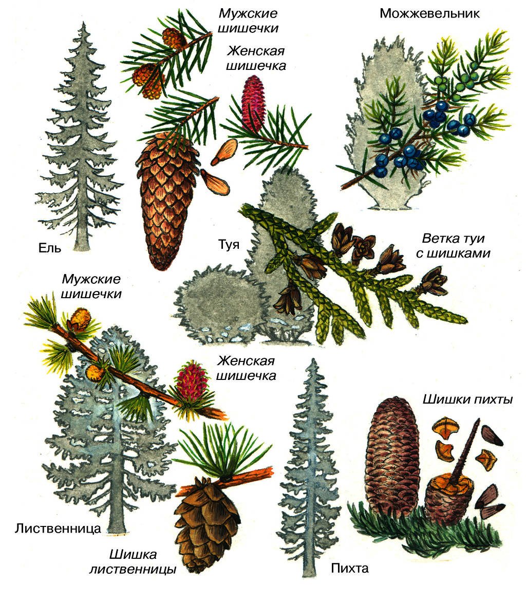 Голосеменные ель обыкновенная