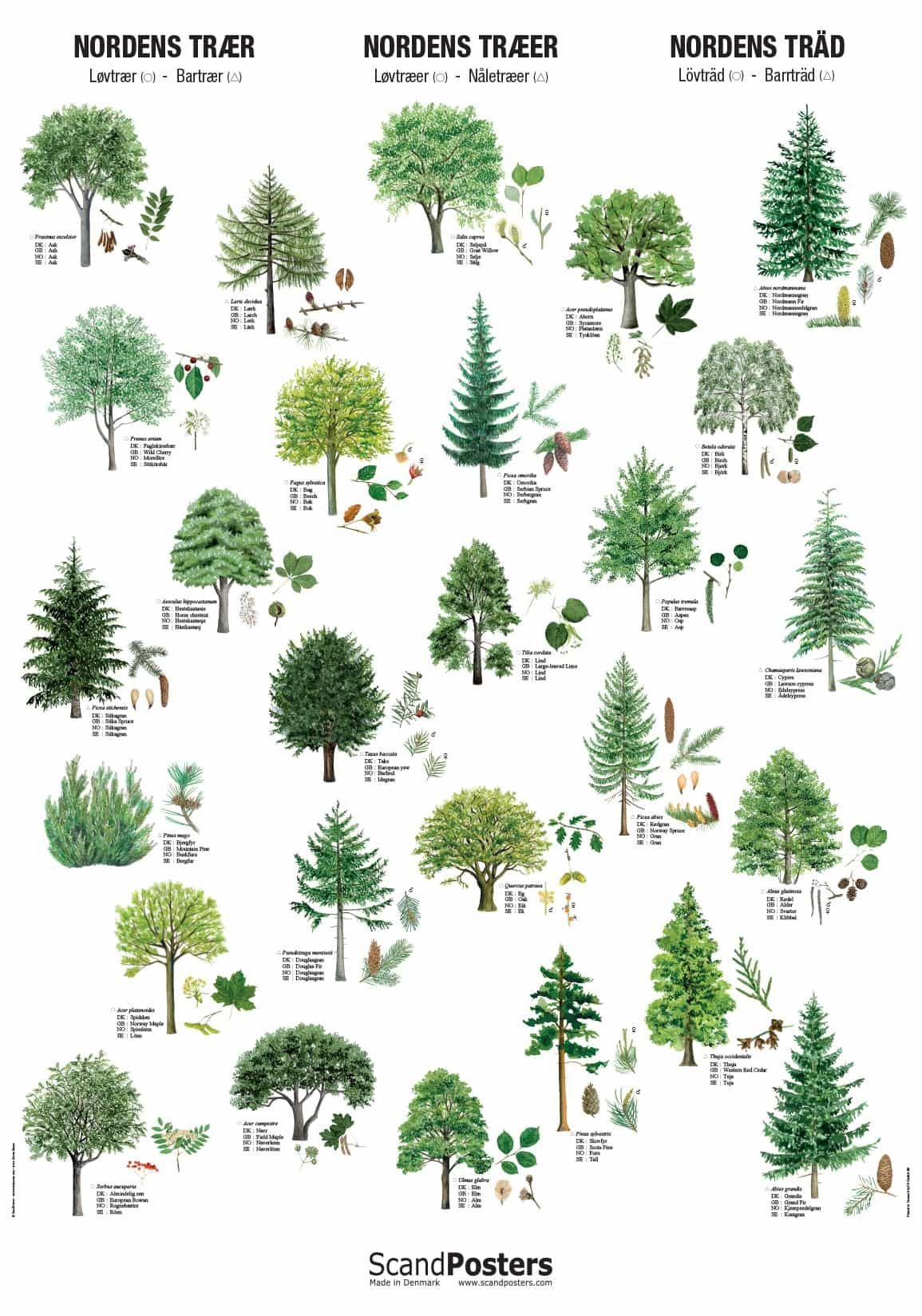 Деревья названия