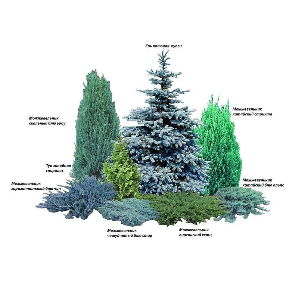 Композиции с хвойниками схемы посадки