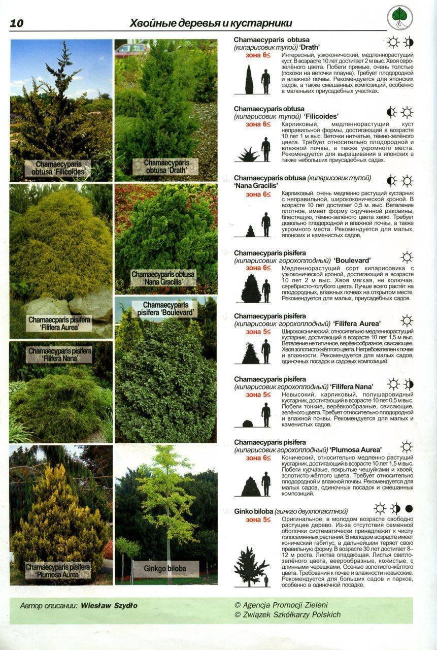 Перечень декоративных деревьев и кустарников