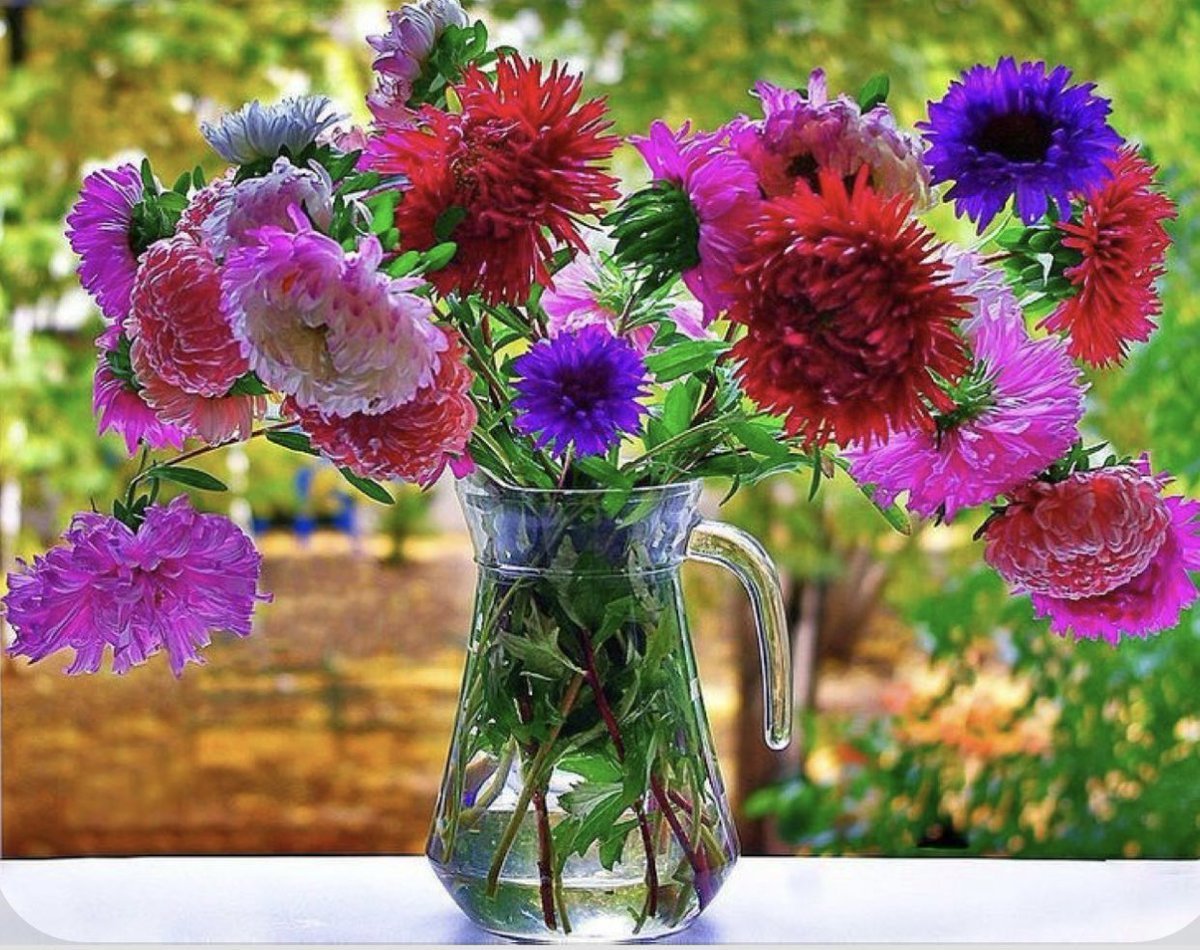 Осенние цинии астры