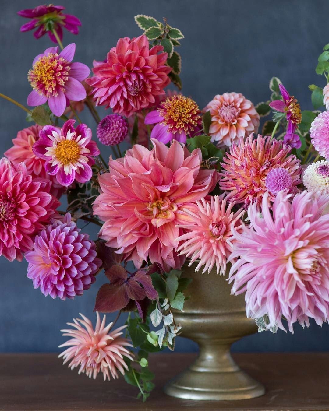 Астра Pink Bouquet