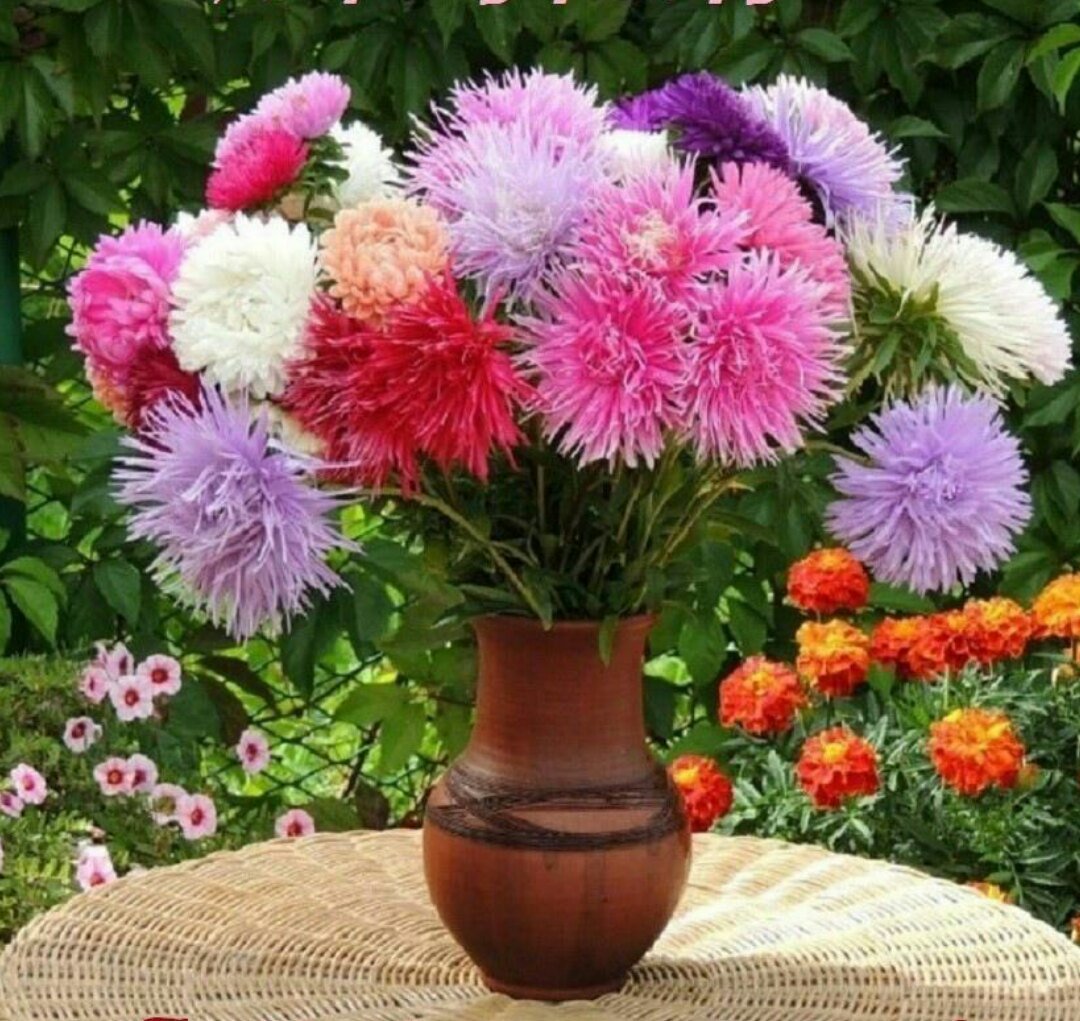 Осенние астры и хризантемы