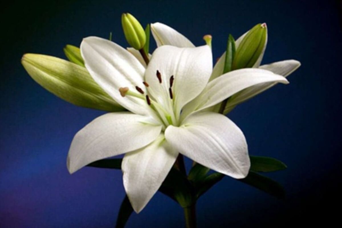 Картина бежевые тона