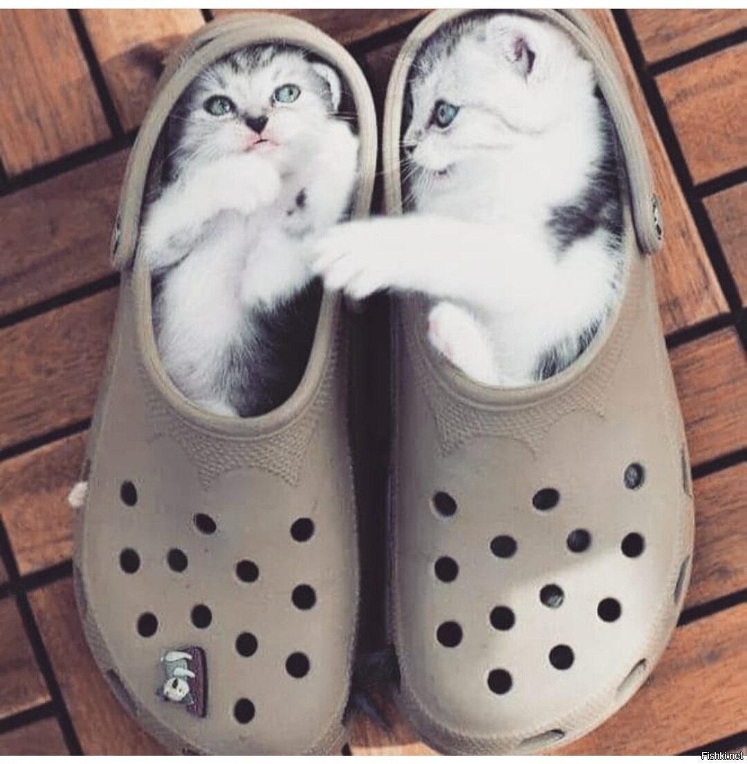 Тапки для котов