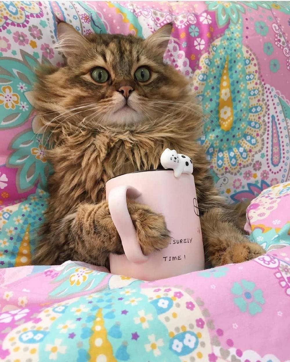 Позитивные котики