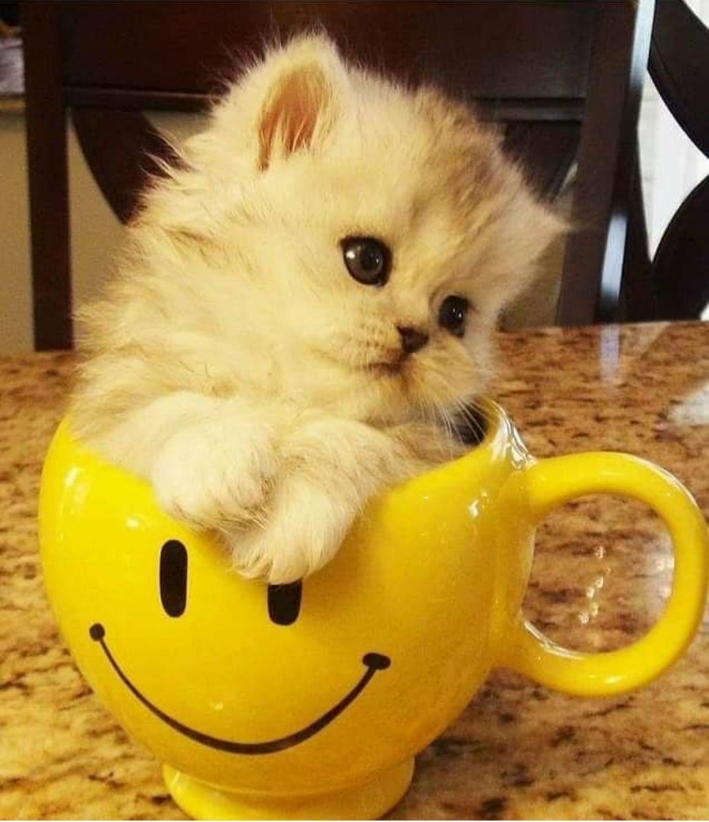 С добрым утром котики