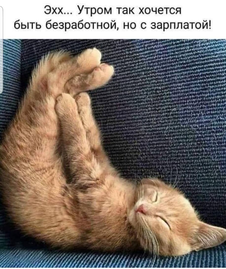 Шкодные кошки