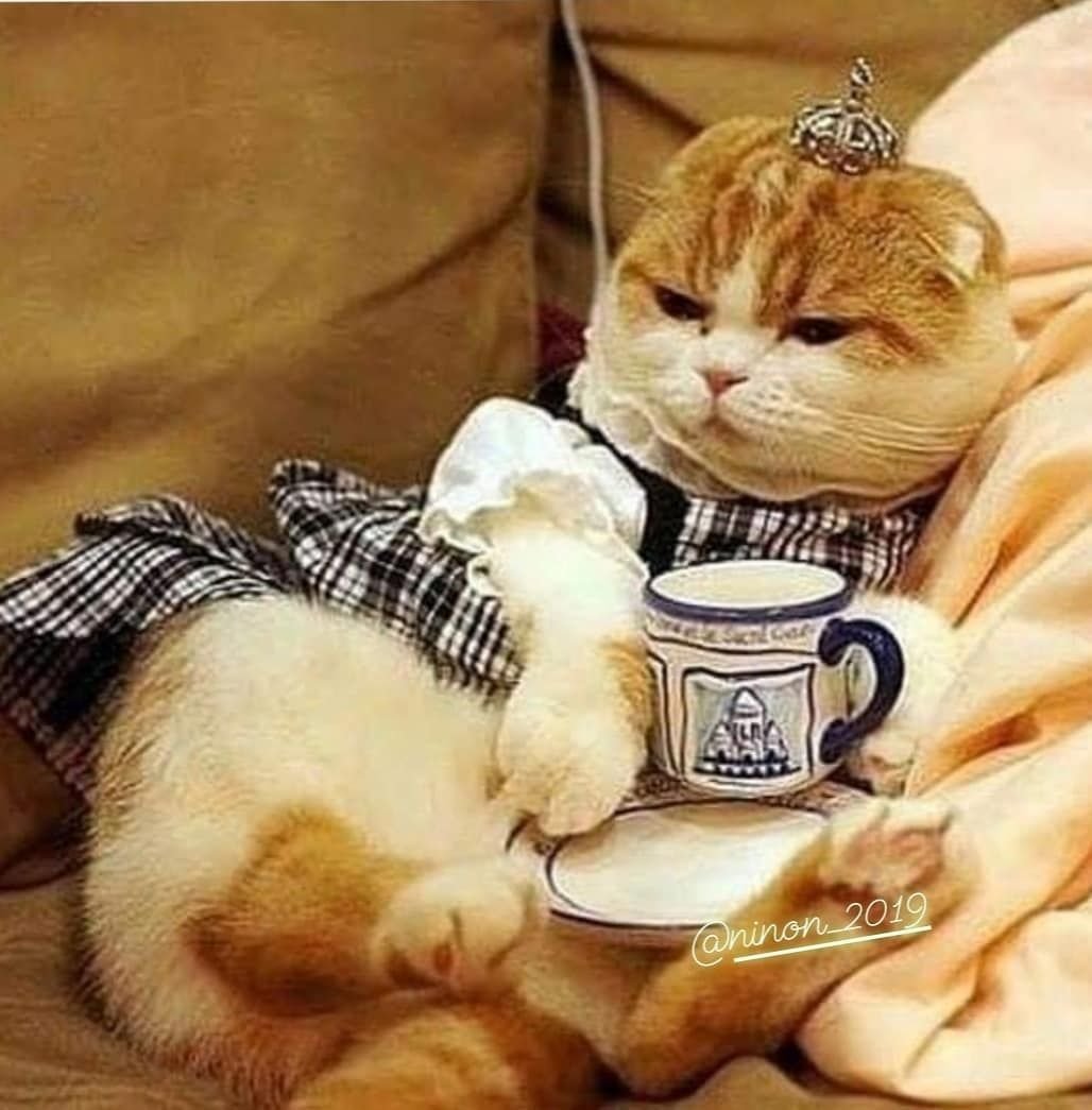 Котик с чашкой кофе