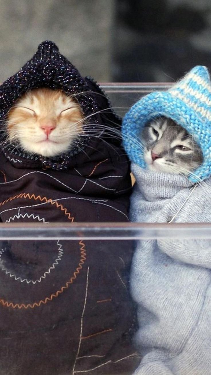 Чтобы не случилось держи хвост пистолетом