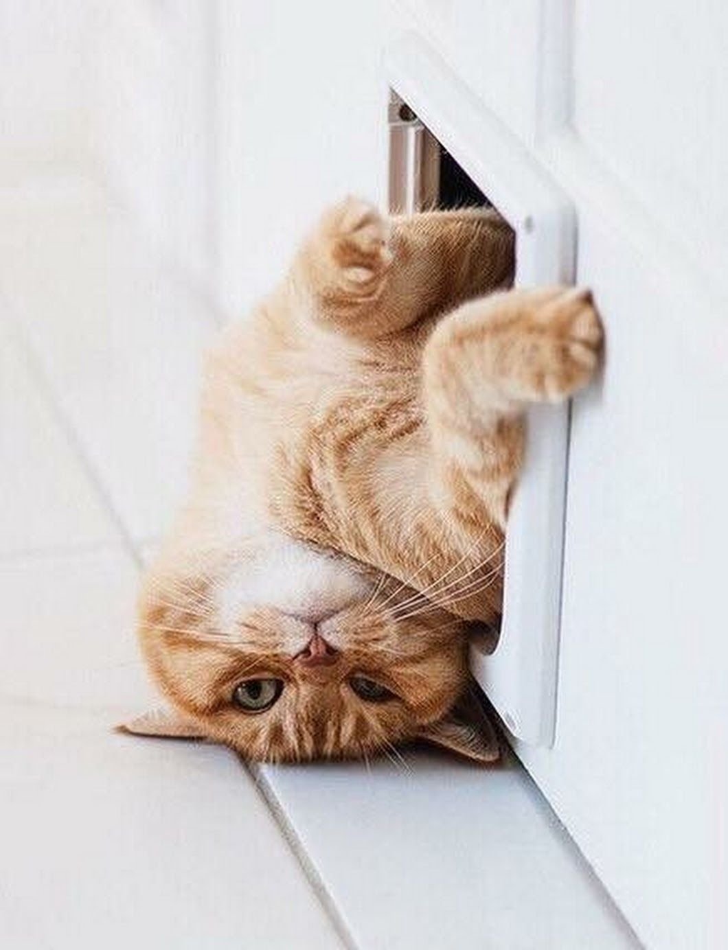 Доброе утро кот