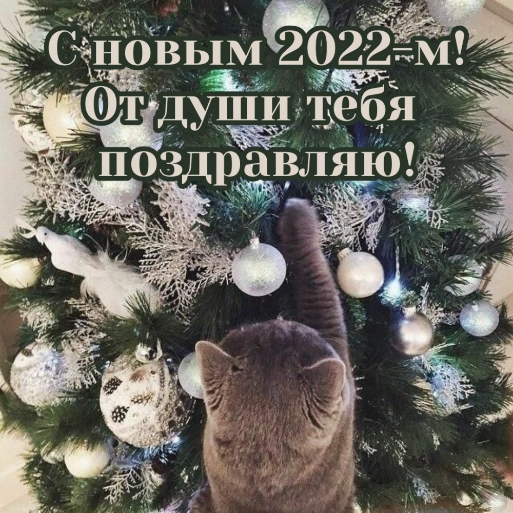 Кот и Новогодняя елка