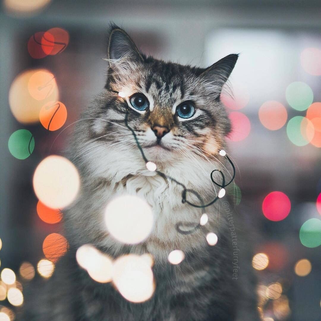 Коты с гирляндой