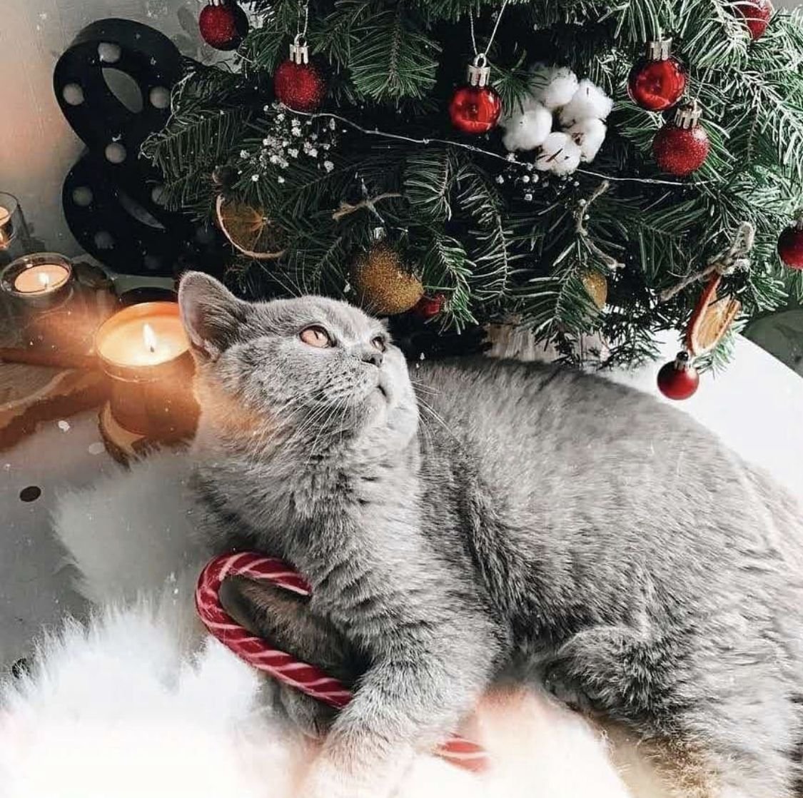 Новогодние котики Эстетика