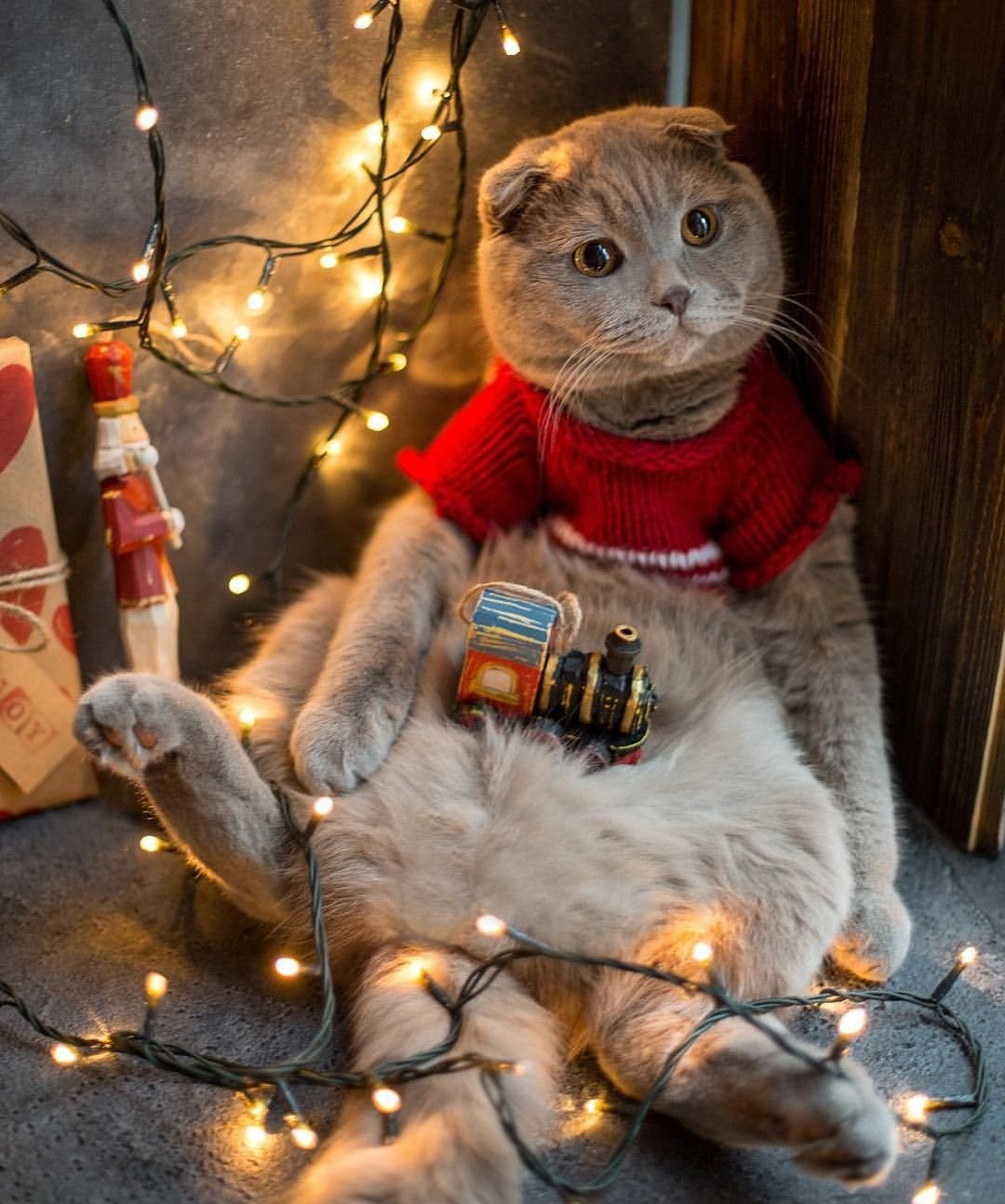 Новогодний котик