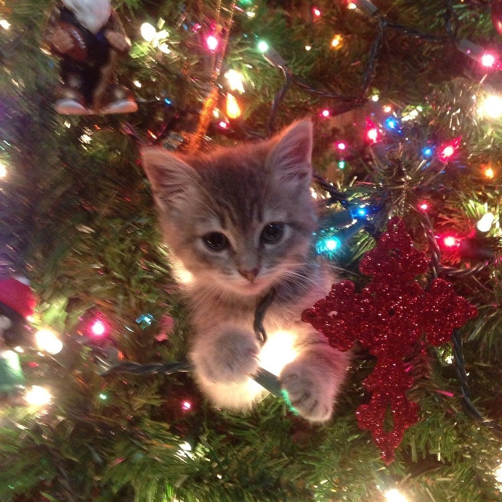 Новогодний кот