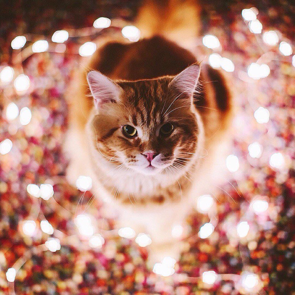 Открытка спасибушечки