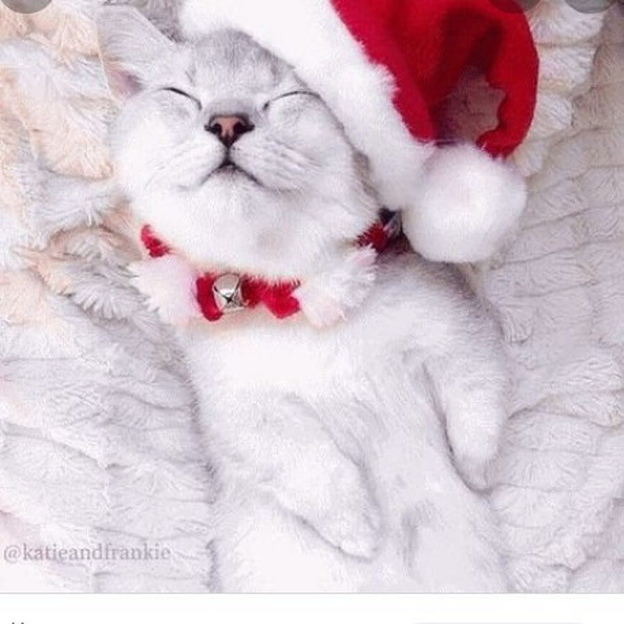 Милый новогодний котик