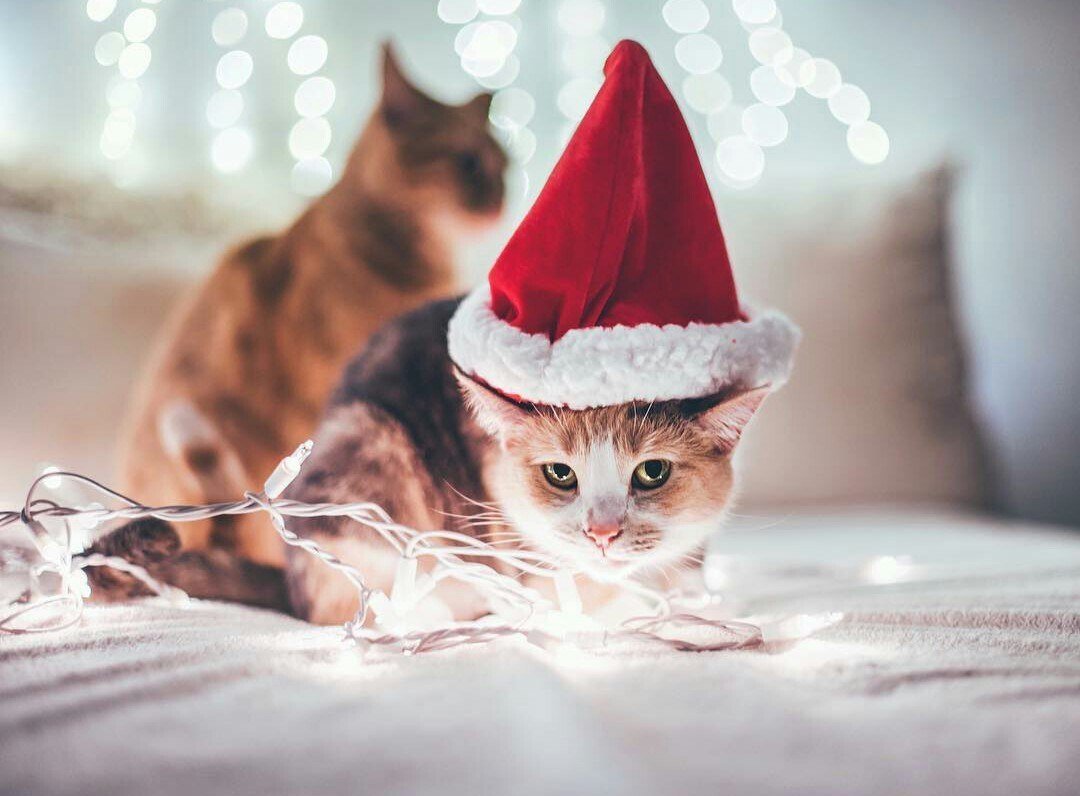 Котята в новогодних шапочках