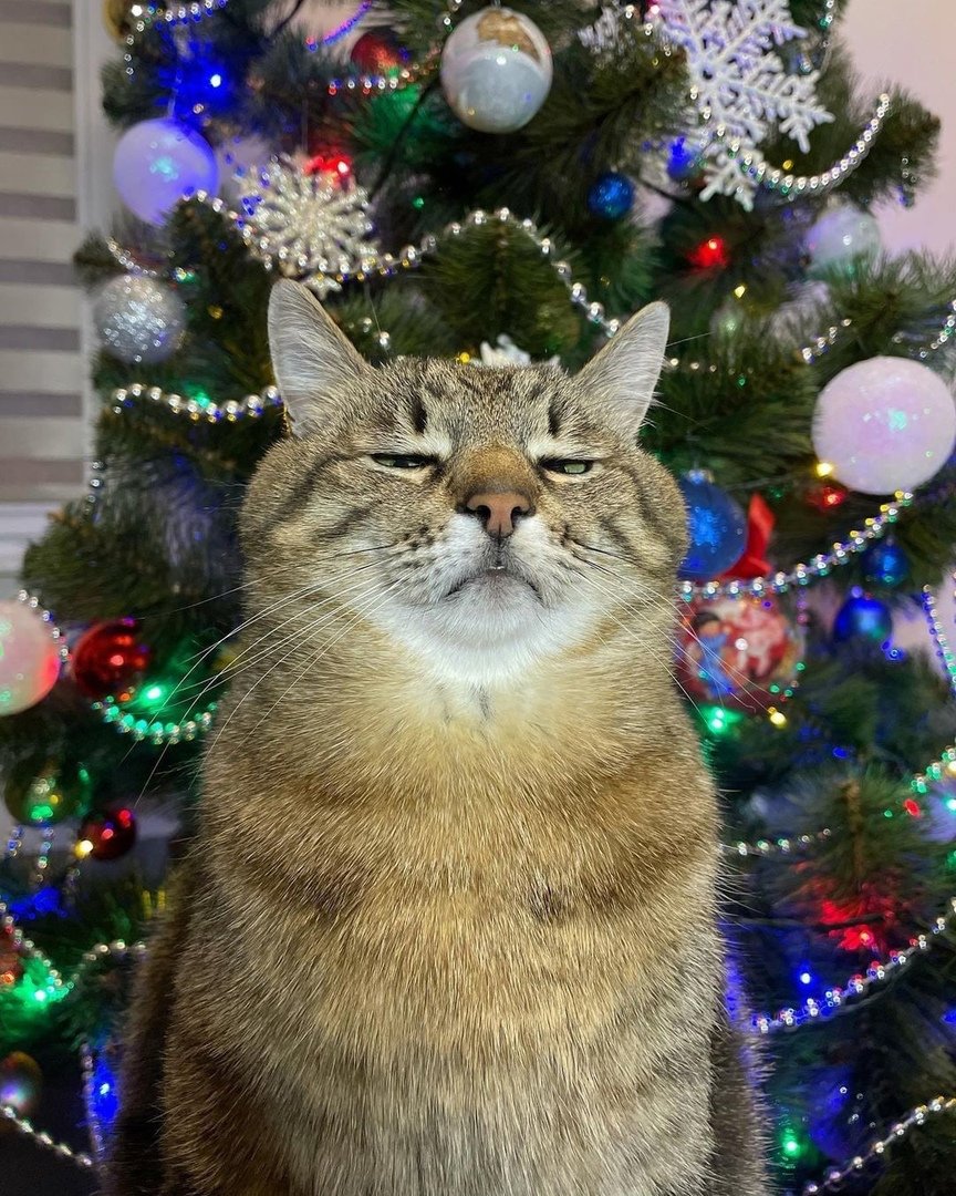 Кот Степан новый год