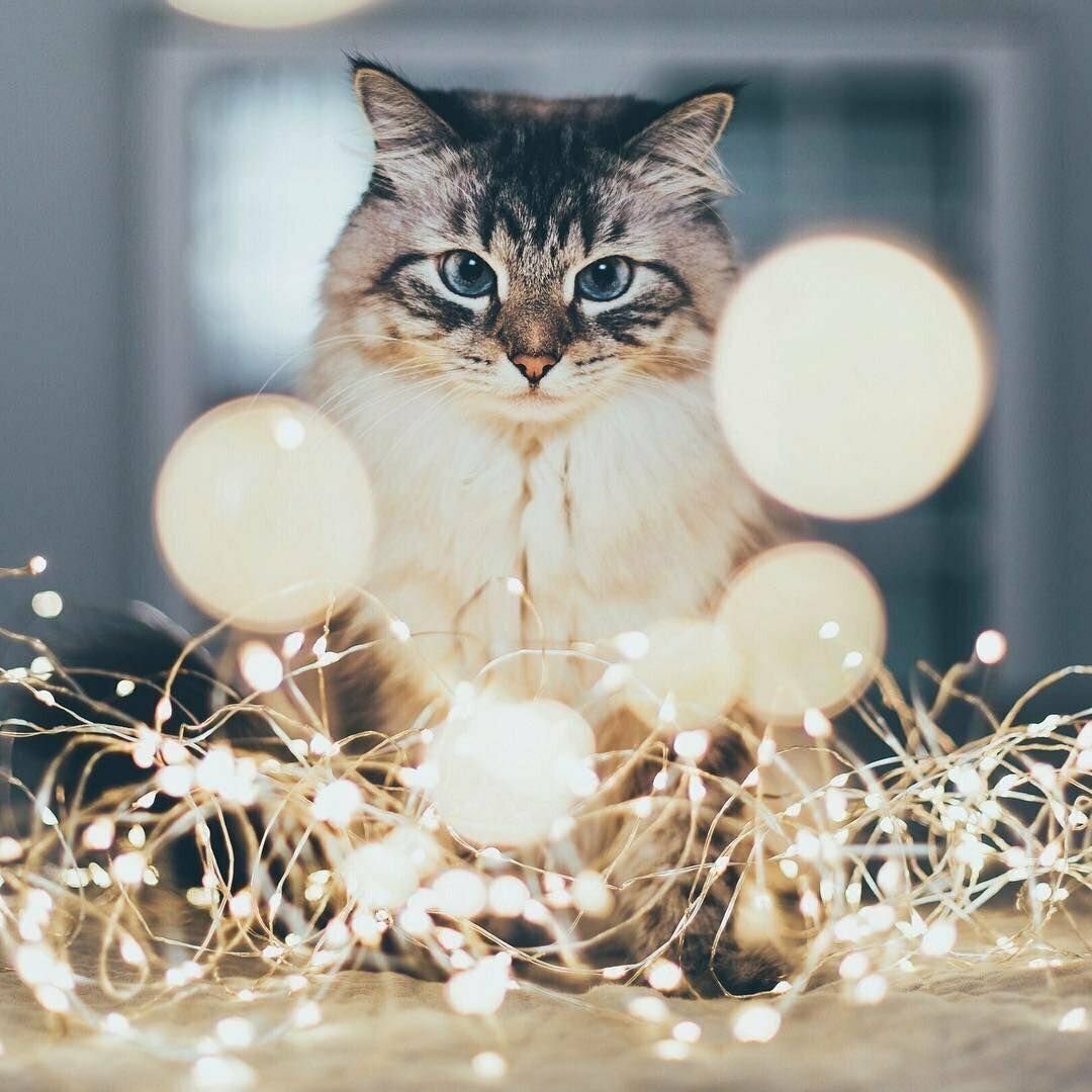 Гирлянда кошка