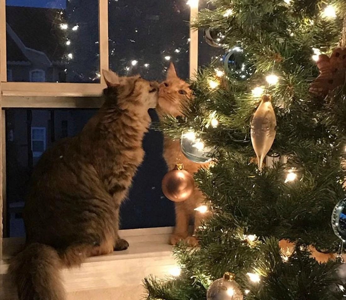 Новогодний котик