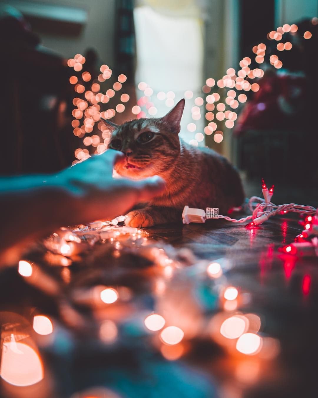 Котик в гирлянде