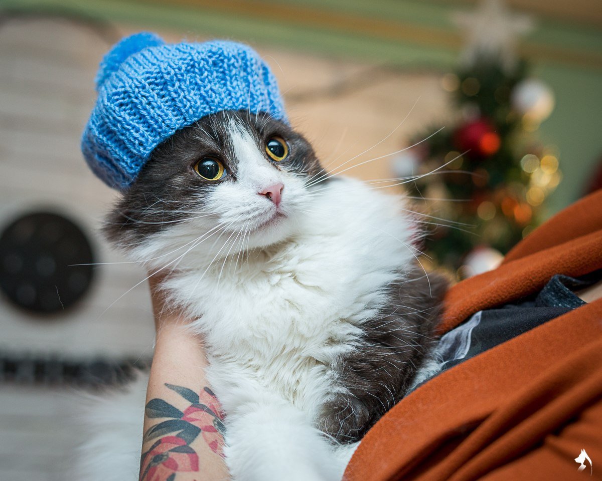 Коты новогодние картинки