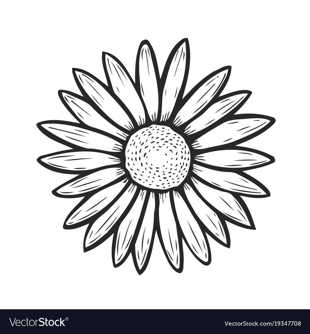 Ромашка флэт