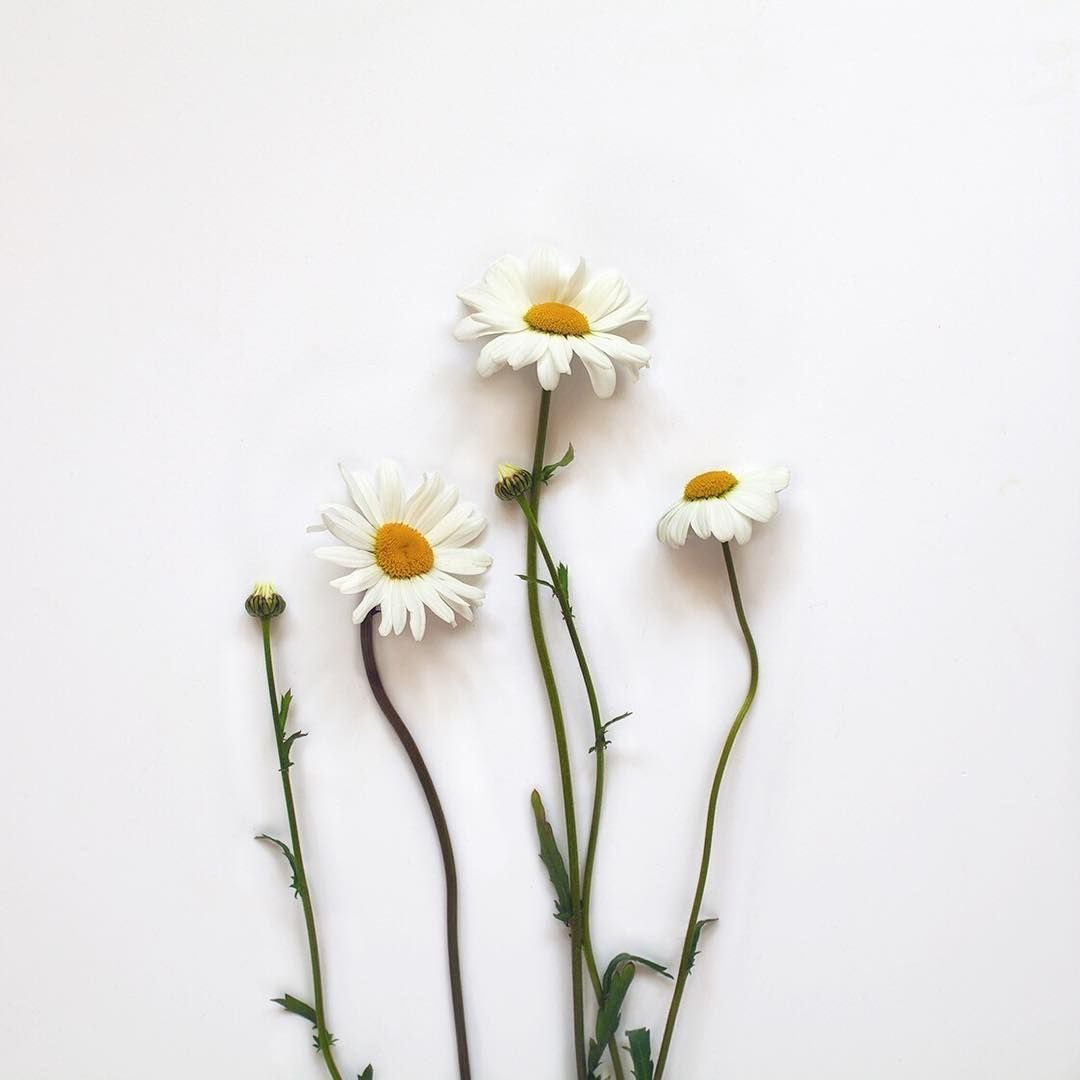 Фотосессия в ромашках идеи