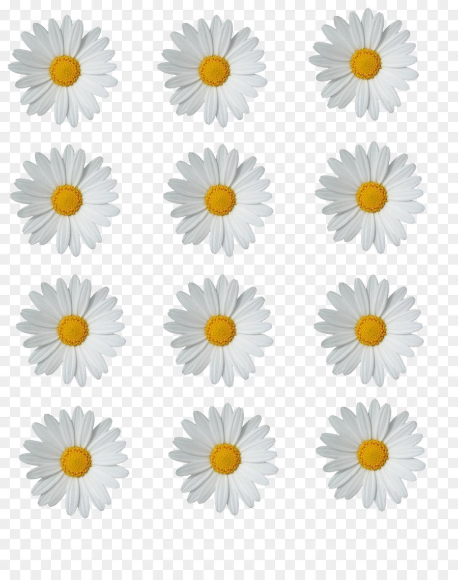 Маргаритки вектор